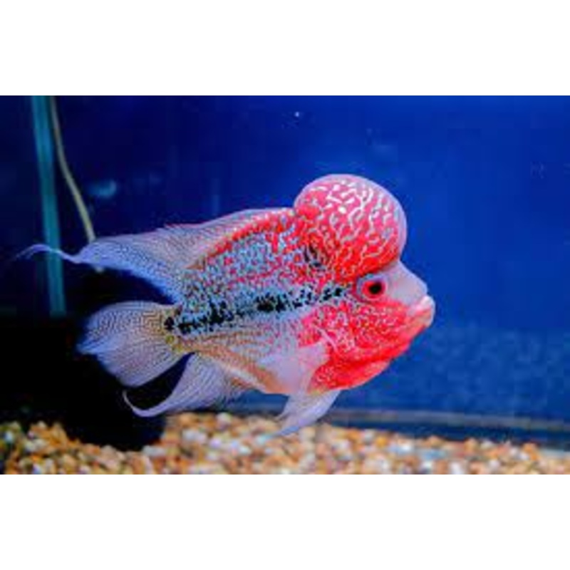 Grade A Flower Horn W/ Hump 4"+