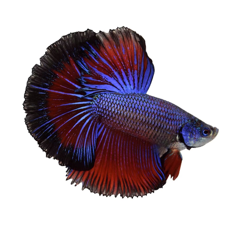 Halfmoon Male Betta