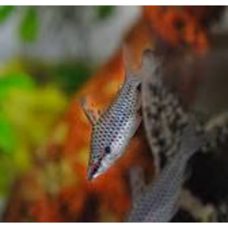 HEADSTANDER CHECKERED / SPOTTED Chilodus punctatus