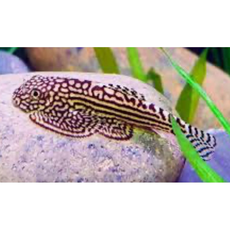 Hillstream Loach / Chinese Butterfly Pleco