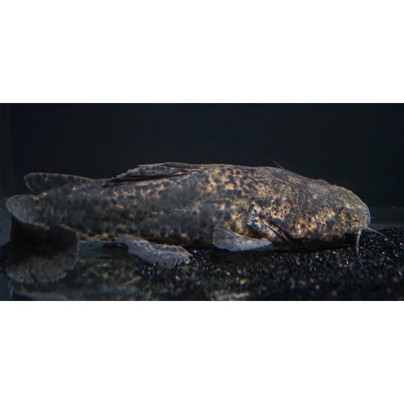 Jelly Catfish (Cephalosilurus apurensis) 7"-8"