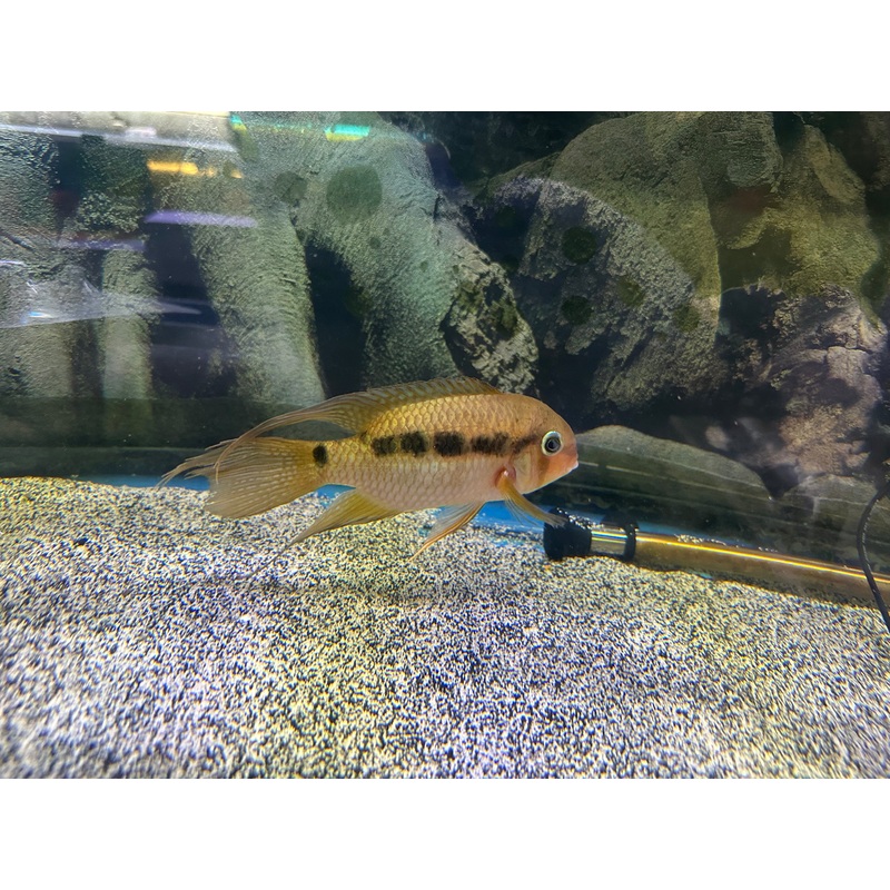 Krobia Guianensis 6+ Male