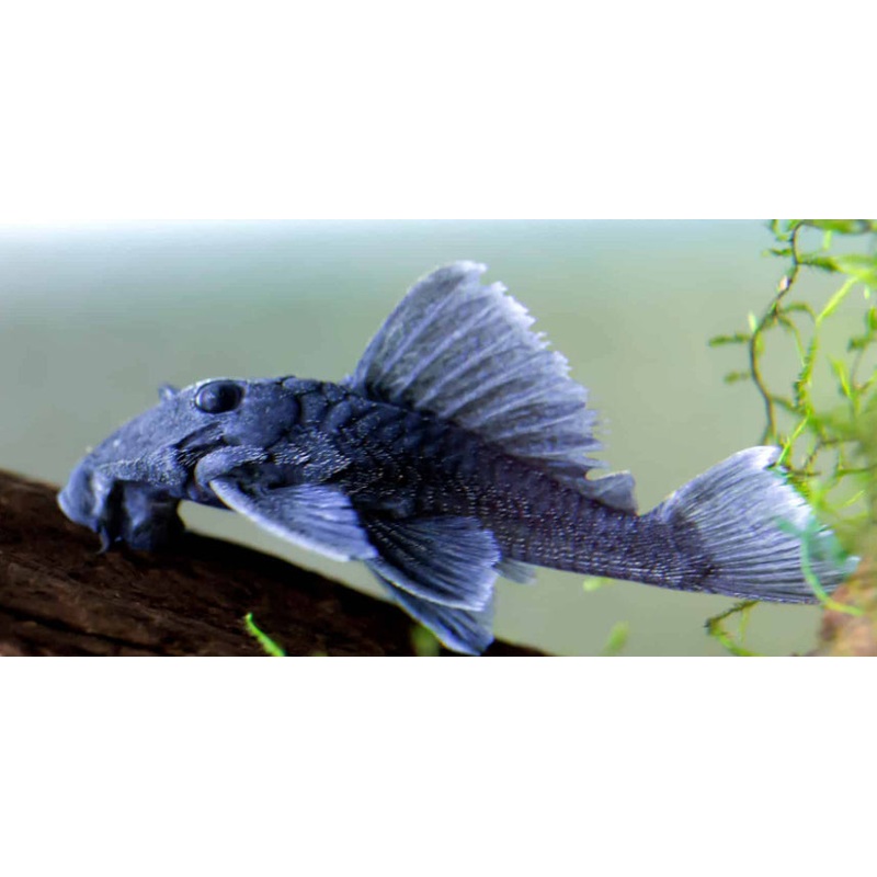 L239 Blue Panaque Pleco (Baryancistrus beggini)