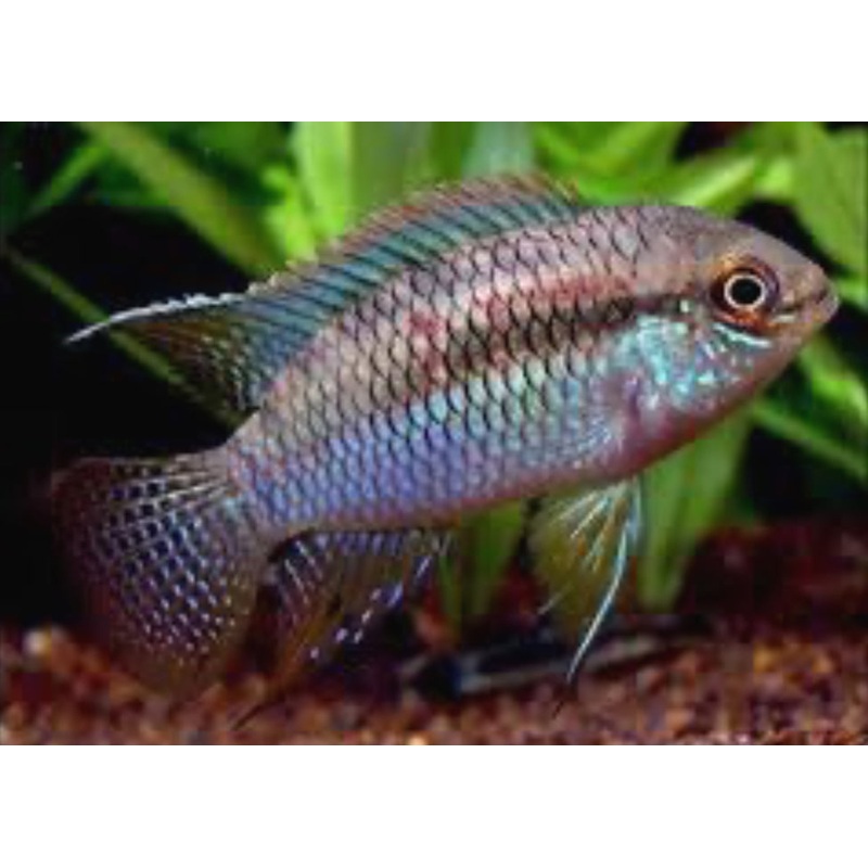 Laetacara Curviceps Cichlid 1.5"-2"
