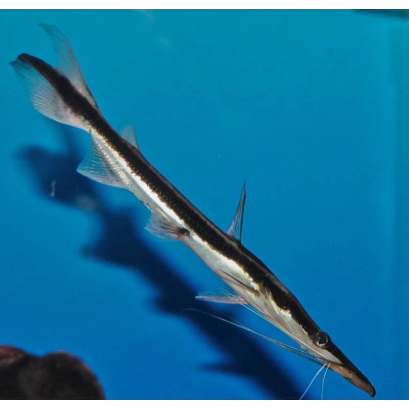 Lima Shovelnose Cat
