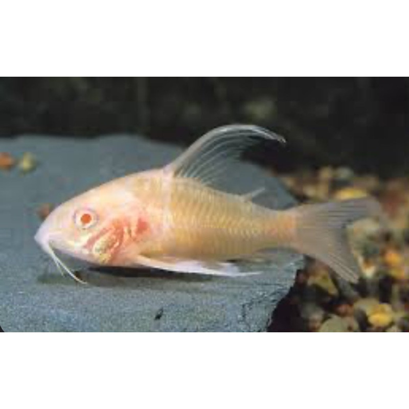Long Fin Albino Corydoras