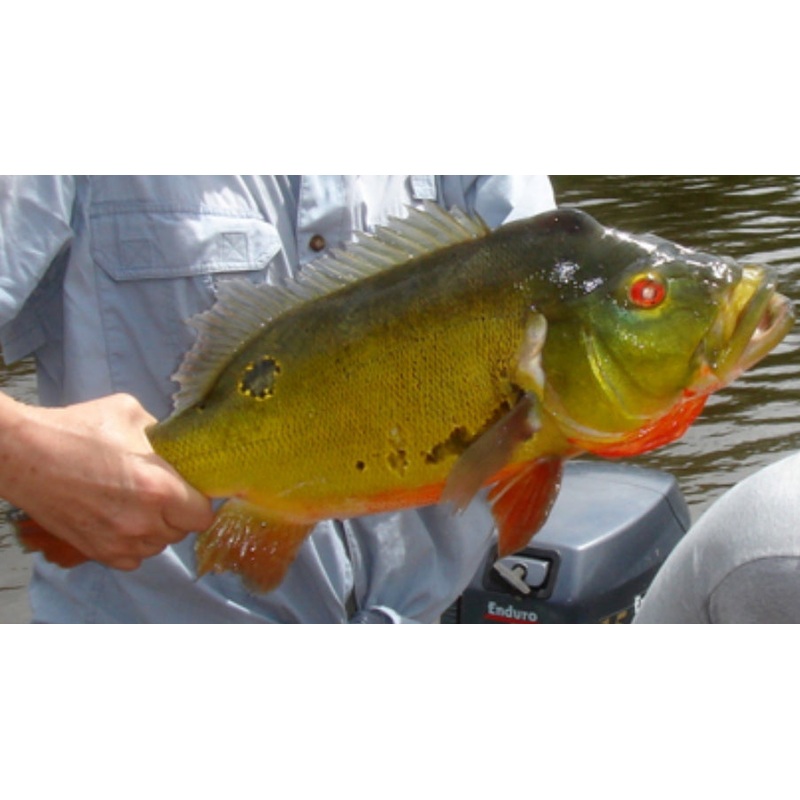 Lukaninni Peacock Bass 5"+