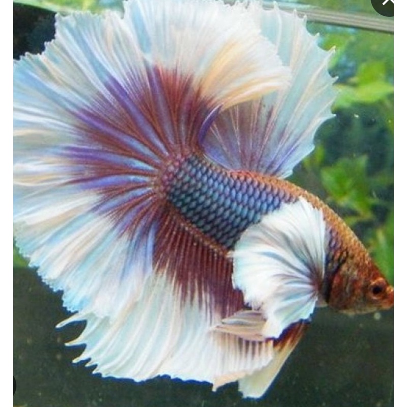 Male Dumbo Ear Betta