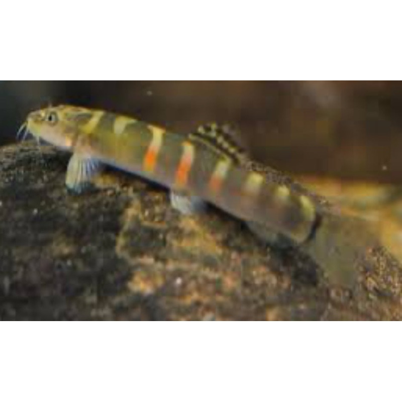 ORANGE SADDLE SUMO LOACH