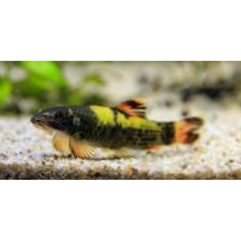 Panda Garra 1"