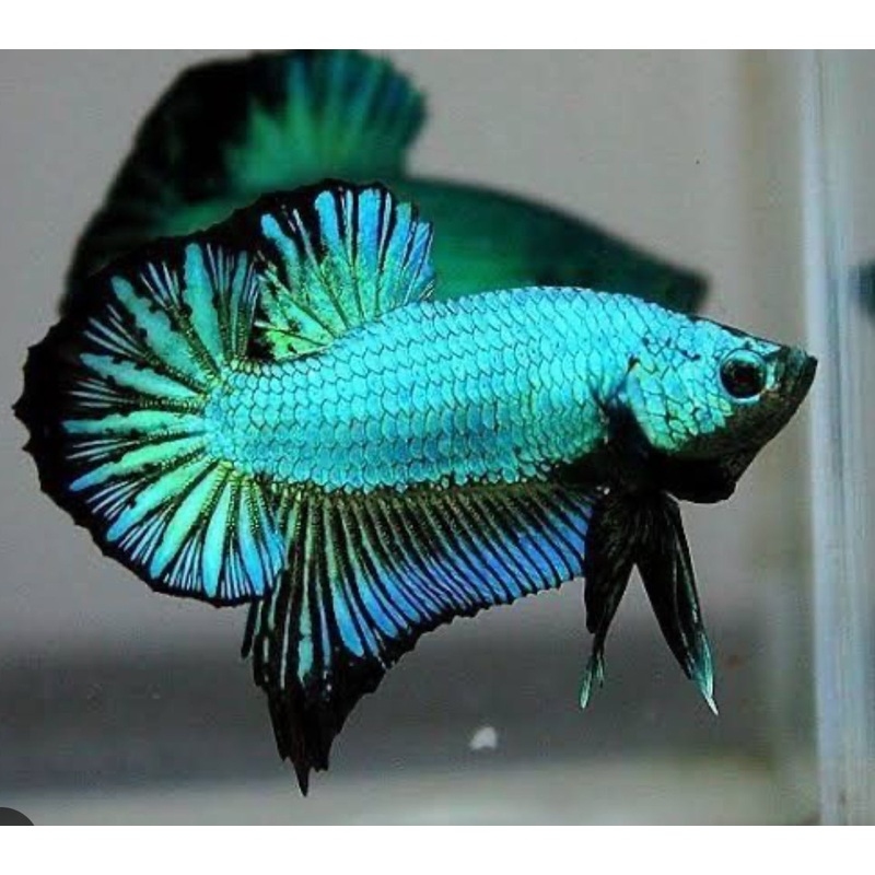 PITBULL MALE BETTA