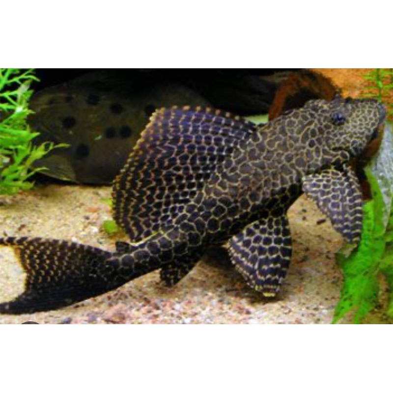 Pleco common