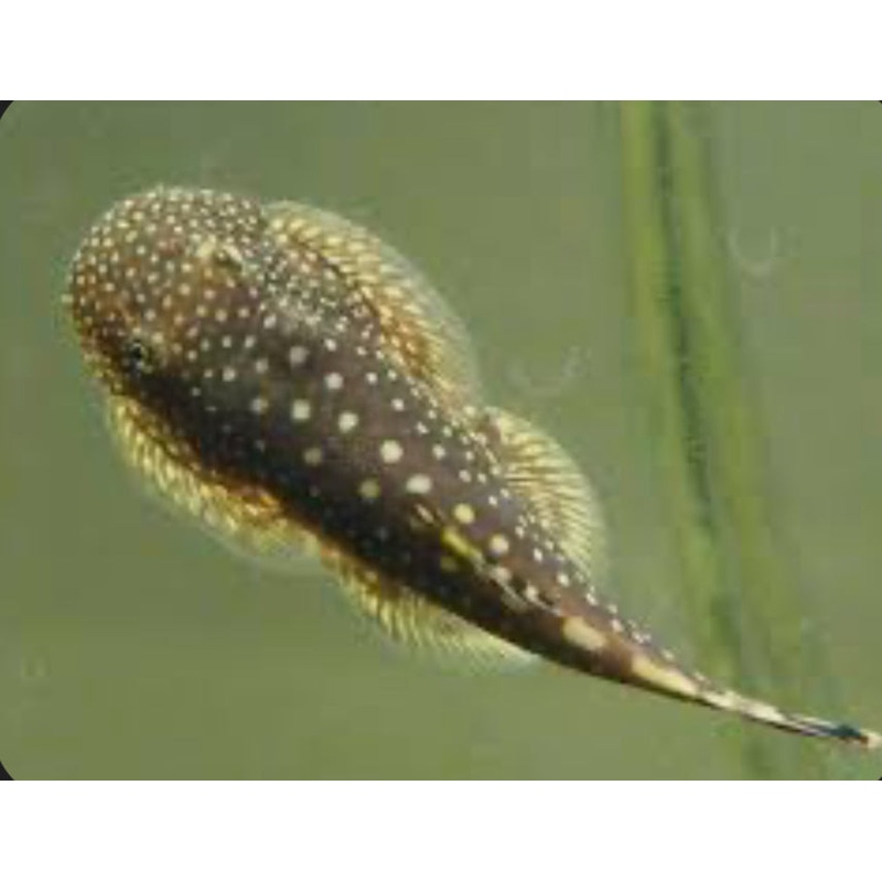 PLECO STINGRAY BORNEO