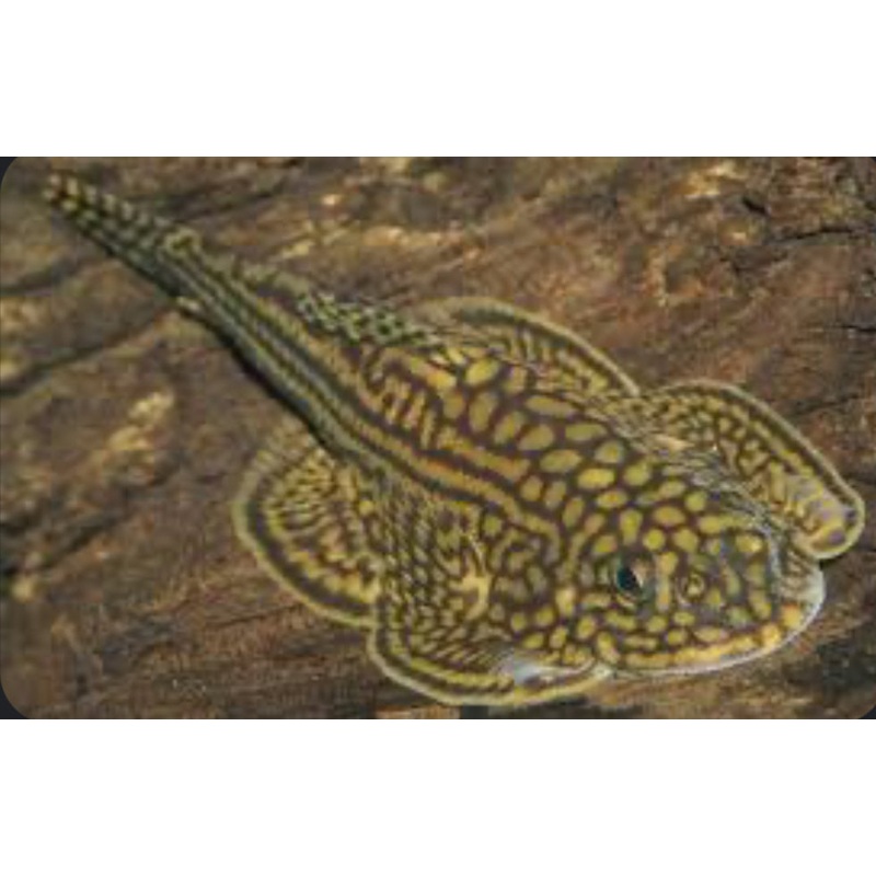 PLECO VIET N GOLD STINGRAY