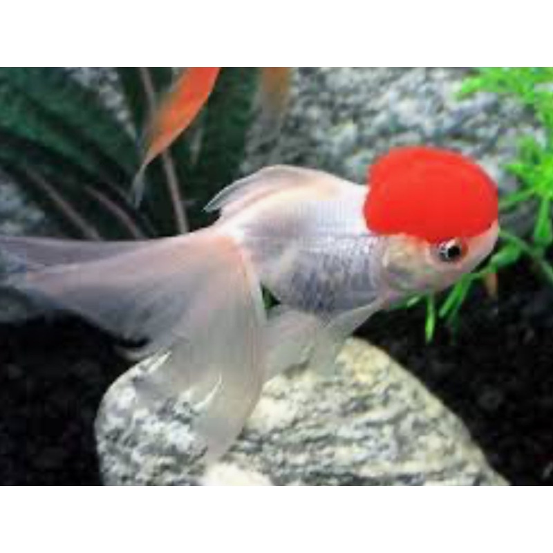 Red Cap Orandas