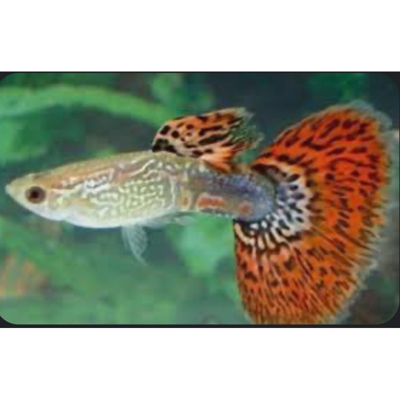 Red Cobra Guppy Pair