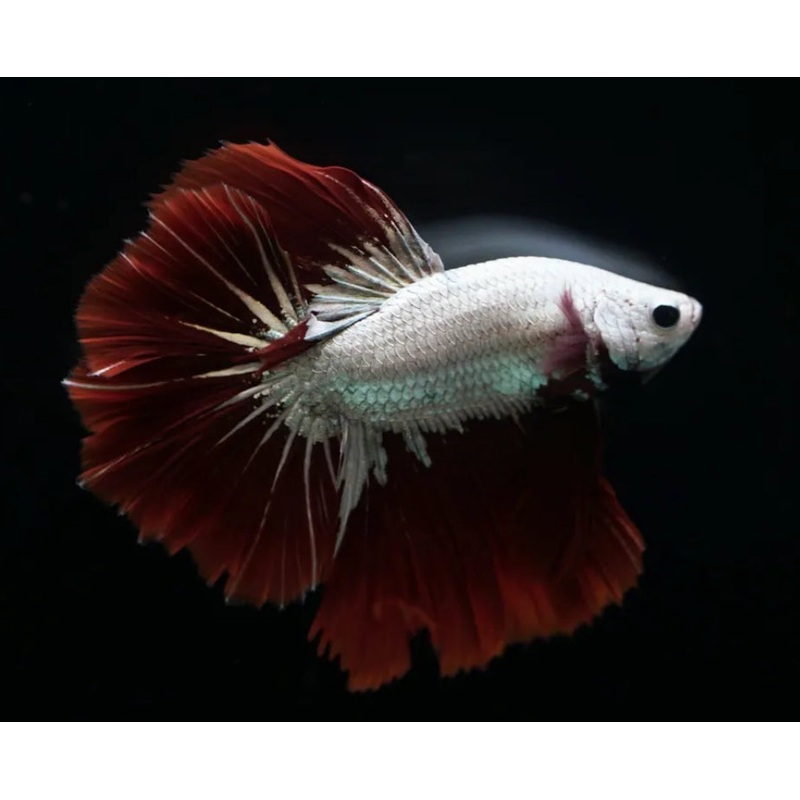 Red Dragon Male Betta