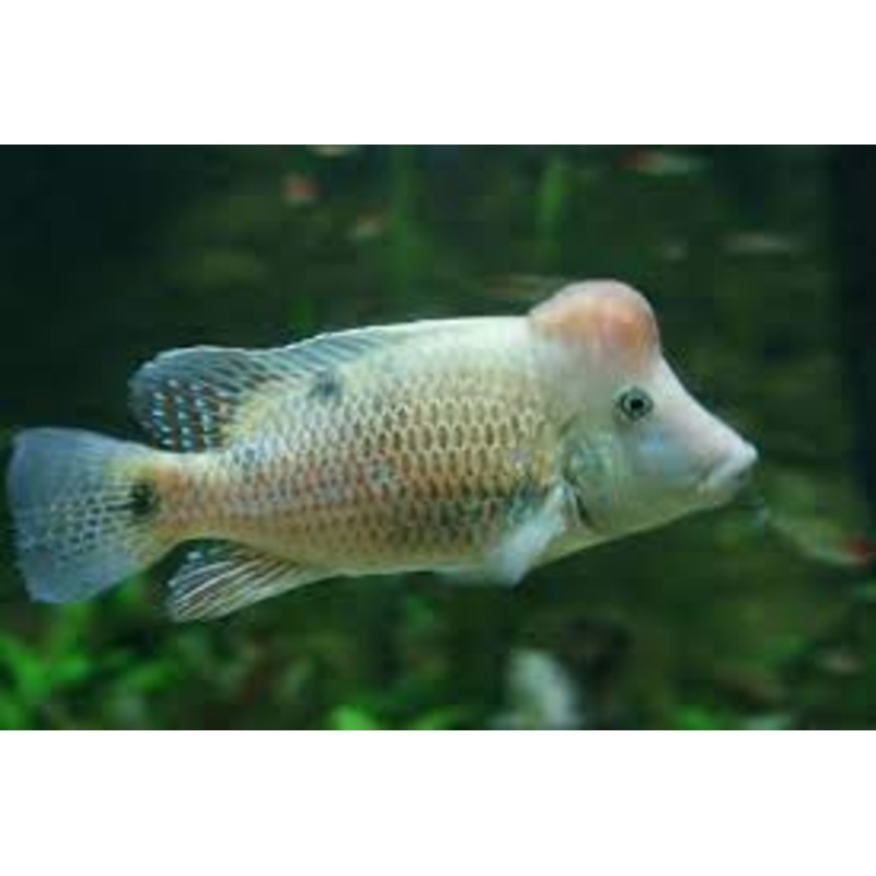 Red Hump Geos (Geophagus steindachneri)