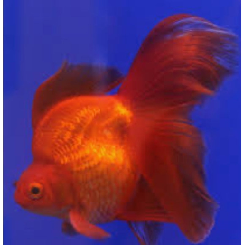 RED Ryunki Fantail