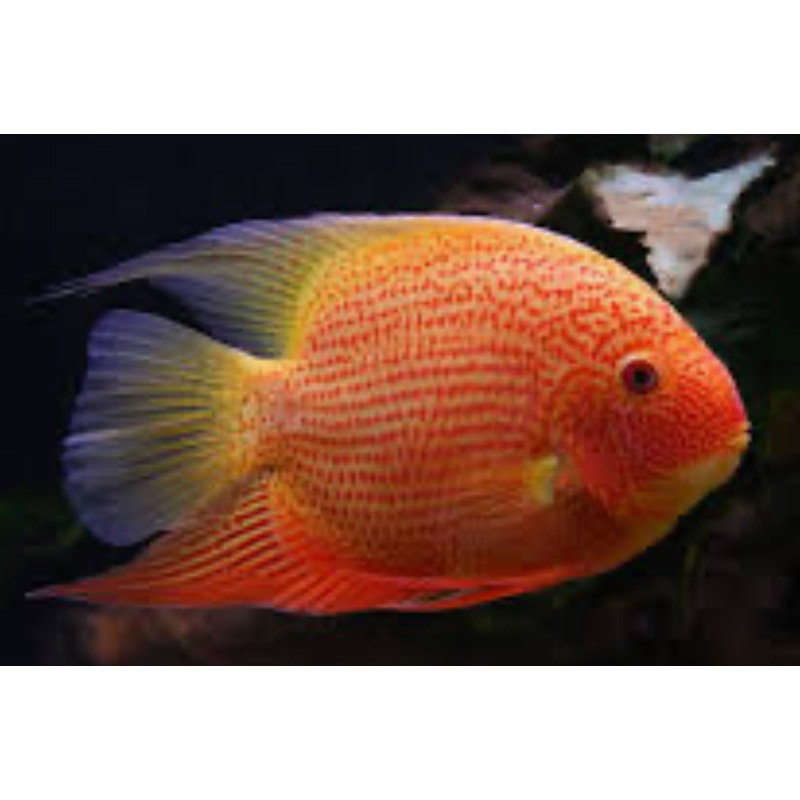 RED SEVERUM