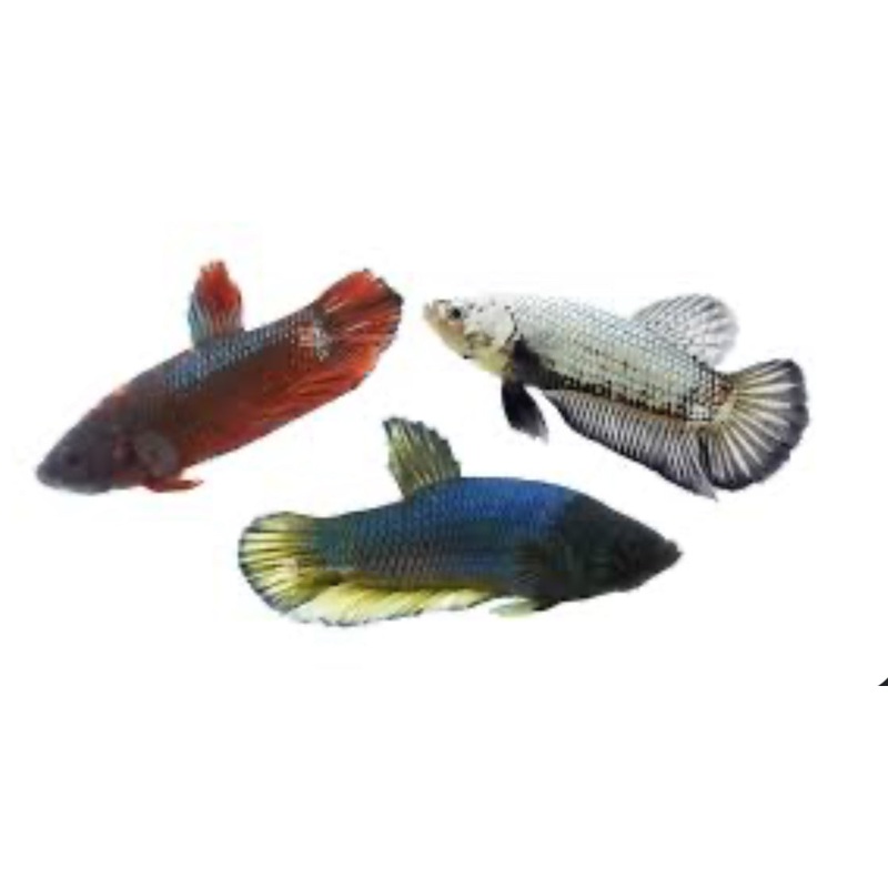 Roundtail Fighting Betta Male