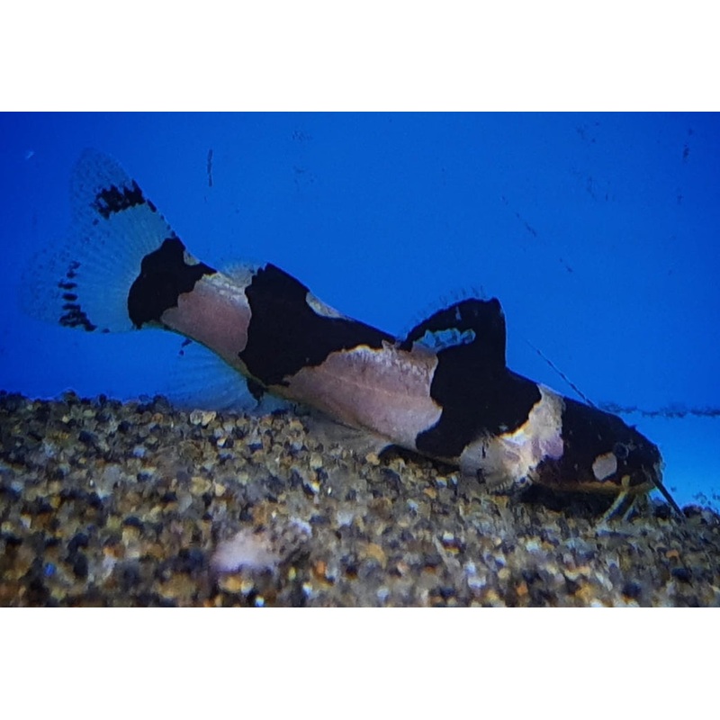 South America Bumble Bee Catfish