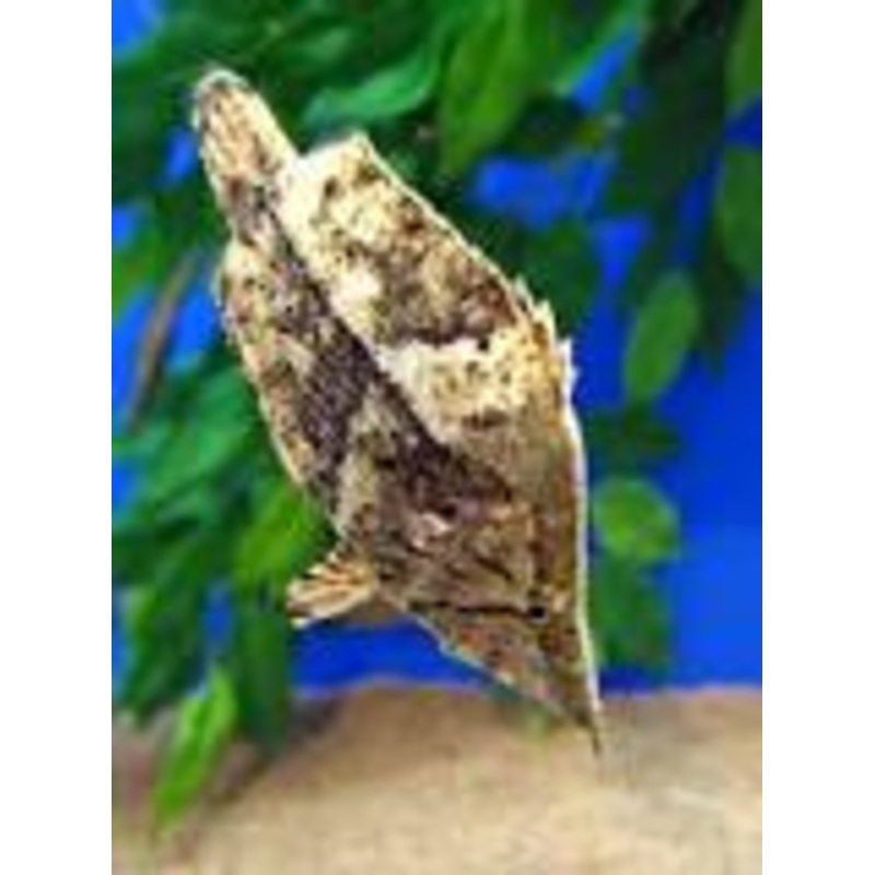 South America Leaf Fish