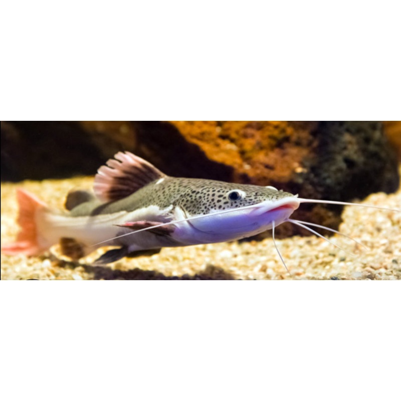 South American Redtail Catfish