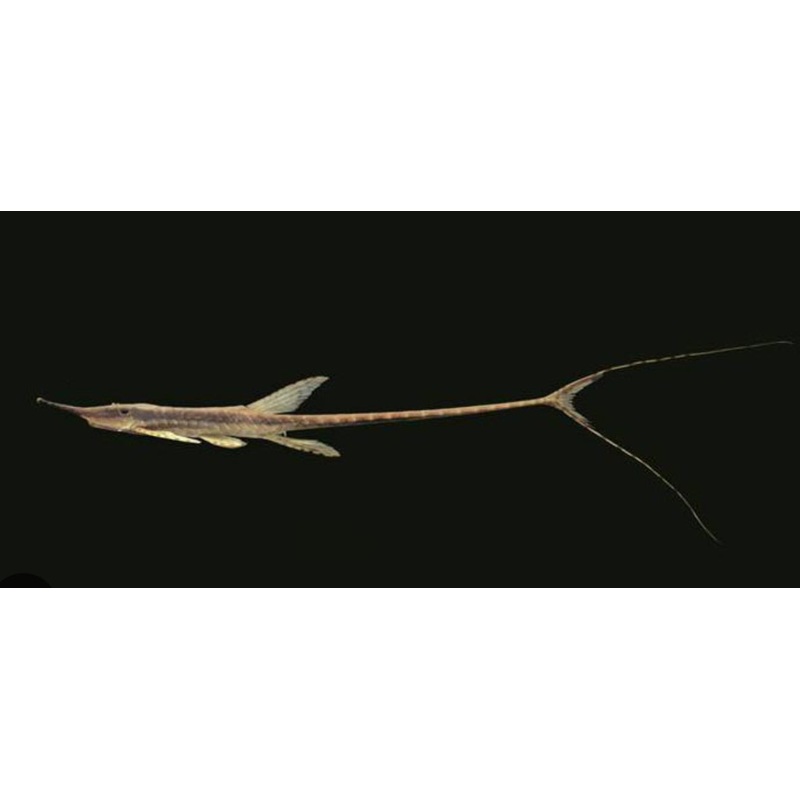 Stick Catfish / Common Farlowella (Farlowella acus)
