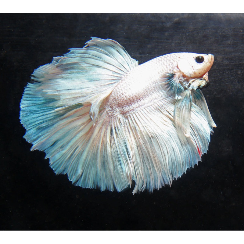 Super Delta Betta Male
