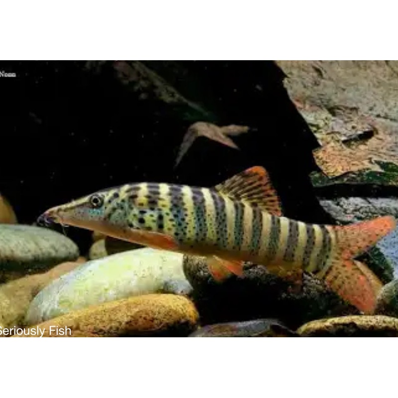 Syncrossus berdmorei