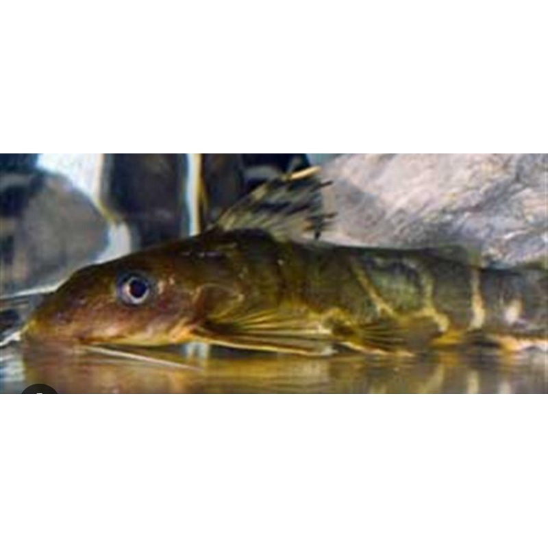 Synodontis Brichardi-LG