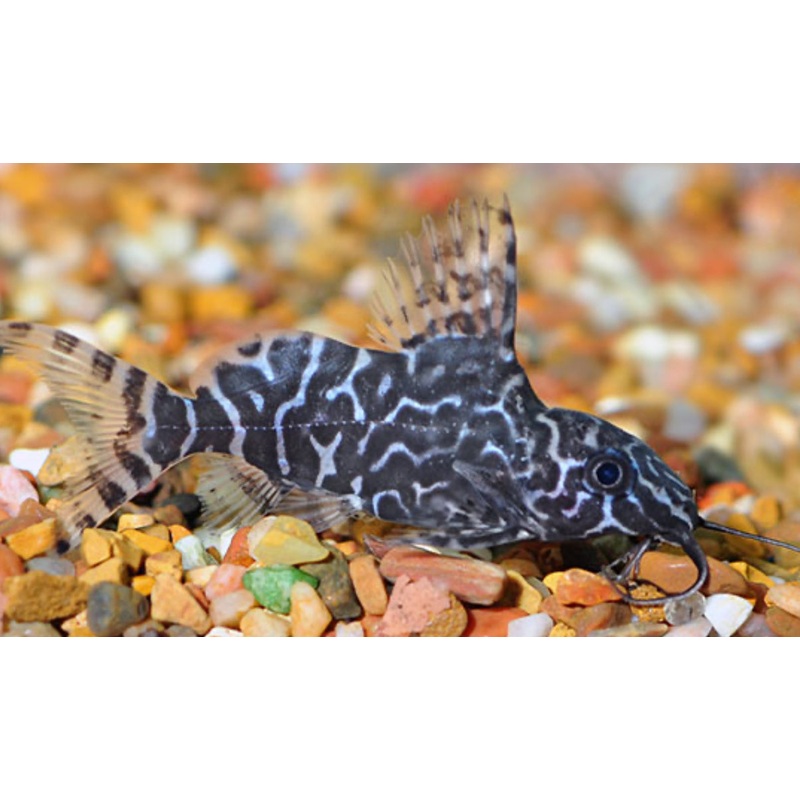 Synodontis Eupterus