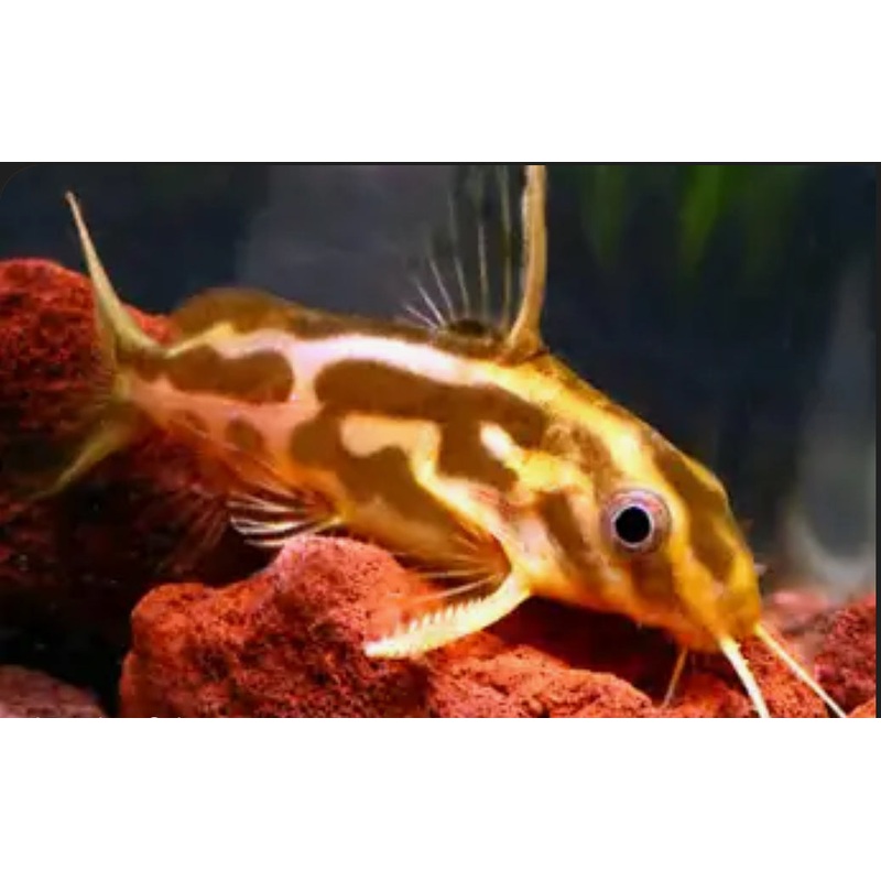 Synodontis Flavitaeniata-MD