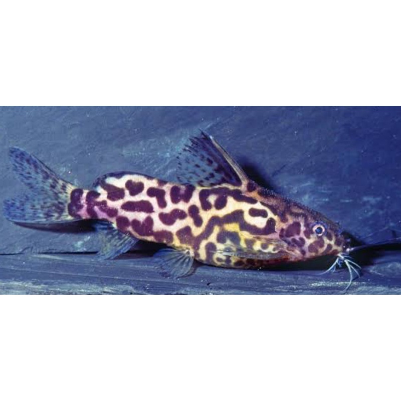 Synodontis Schoutendeny-lg