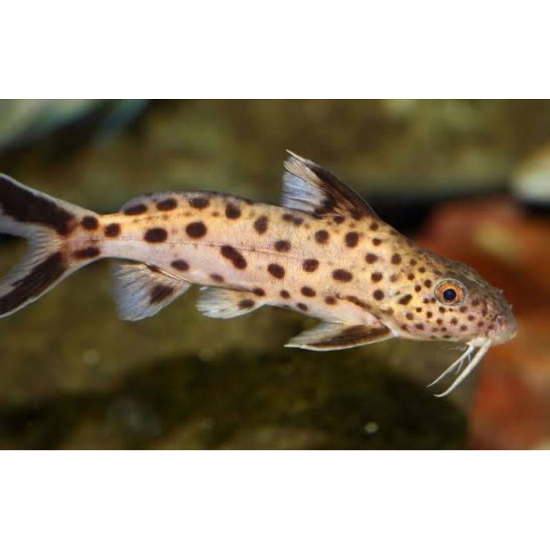 TR. Synodontis Multipunctatus 1.5+