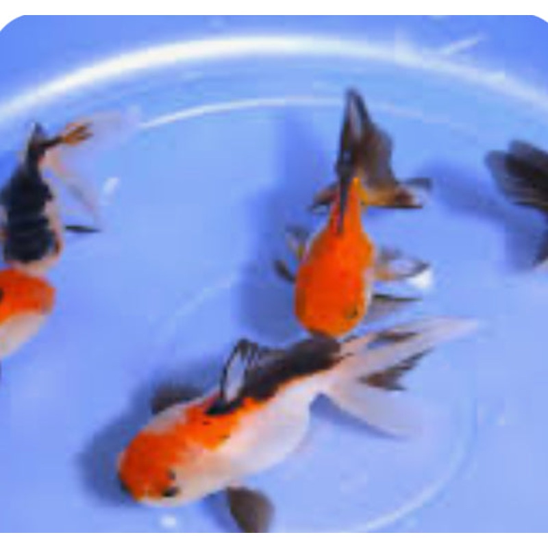 Tricolor Panda Oranda 2"+