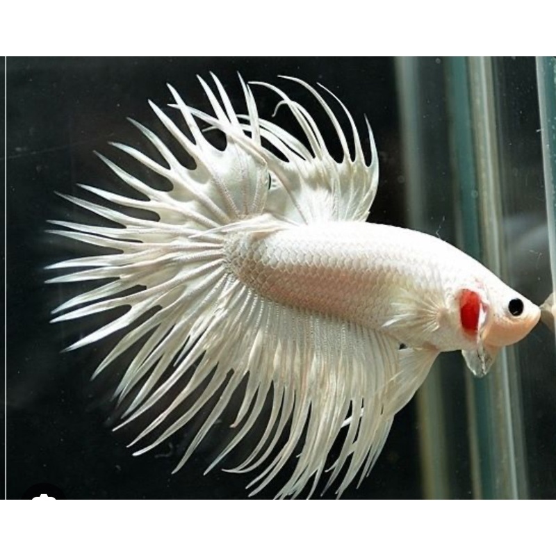 White Crowntail Male Betta