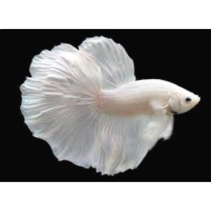 White Pearl Show Betta male