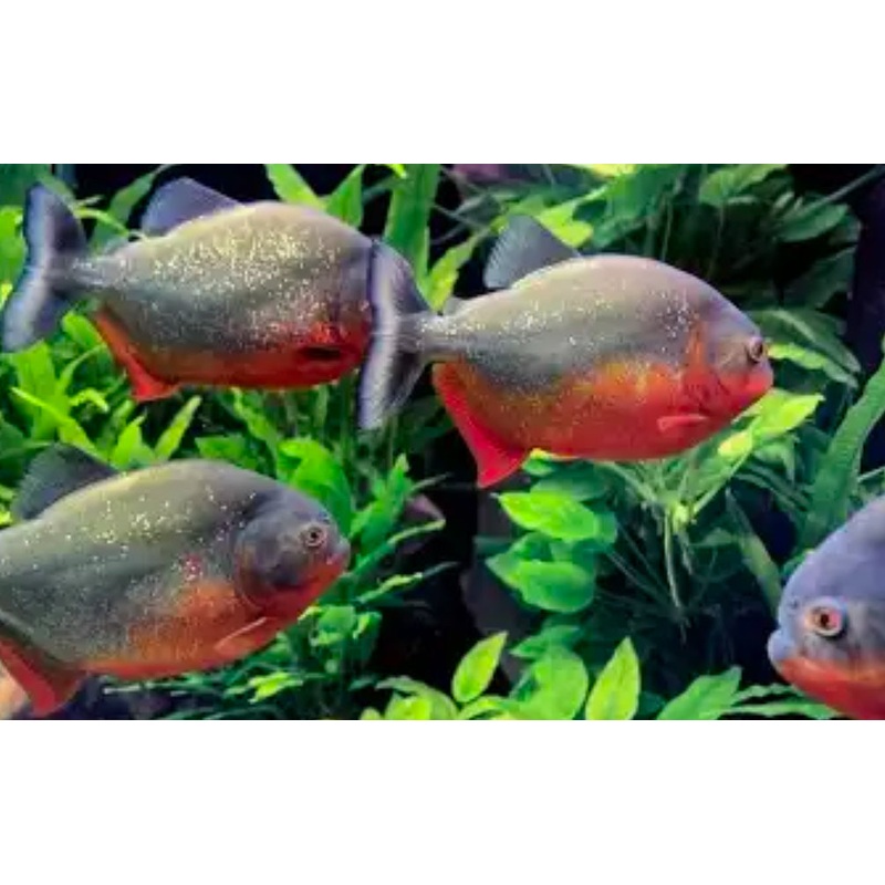 Wild RED BELLY Piranha