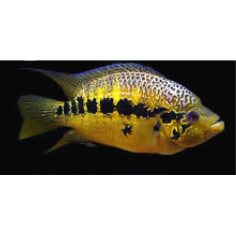 Yellow Jacket Cichlid (Parachromis Friedrichsthalii)
