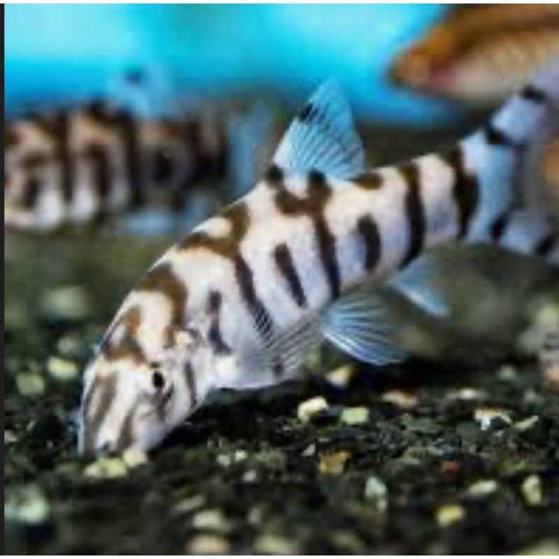 Yo Yo Loach
