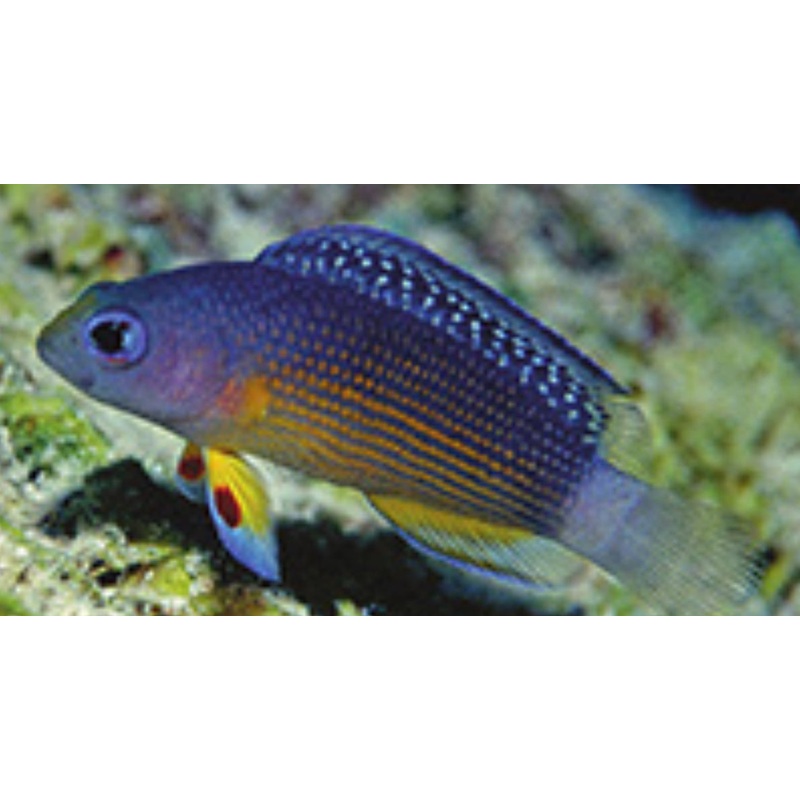 Alleni Dottyback-MD
