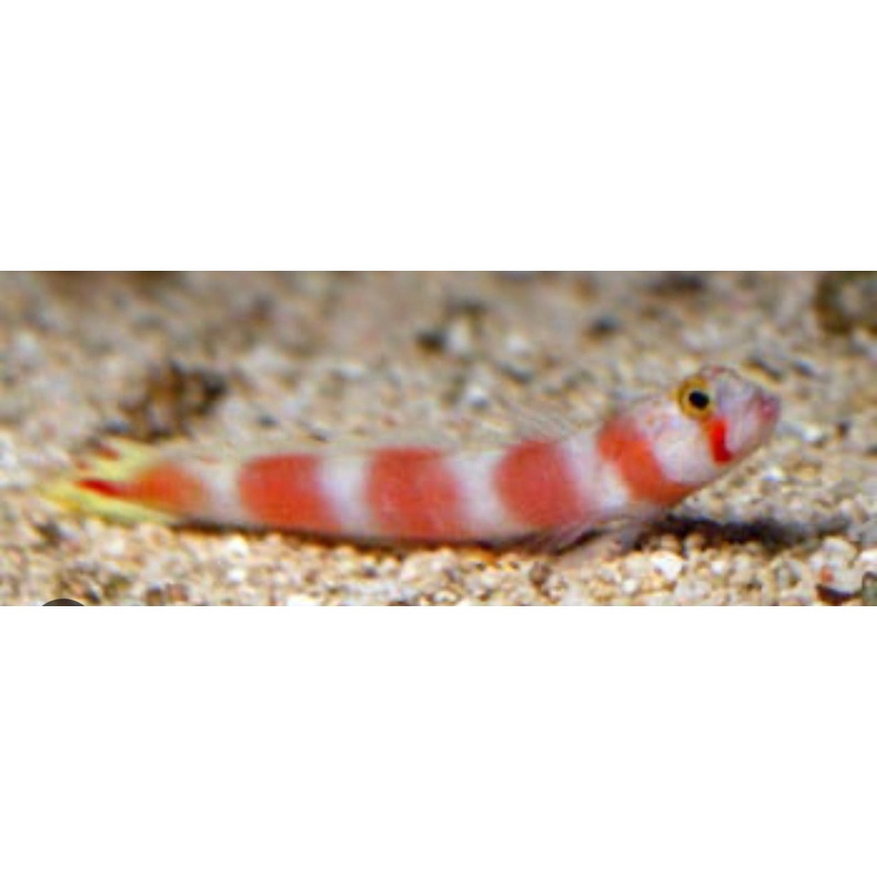 Aurora Pink BAR Shrimp Goby-LG