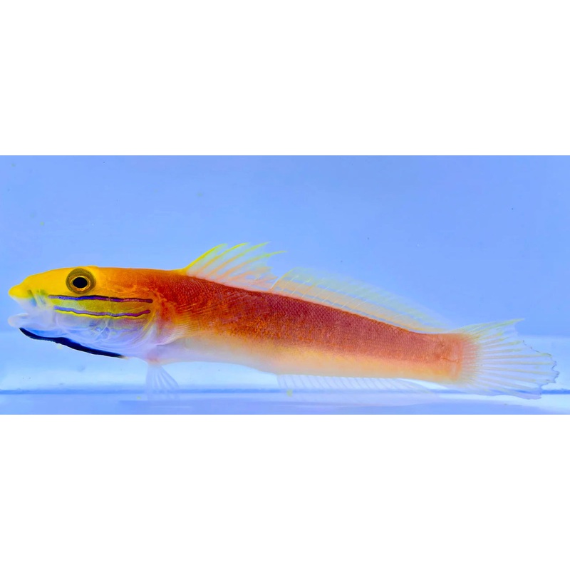 Bella Rose Sleeper Goby-MD
