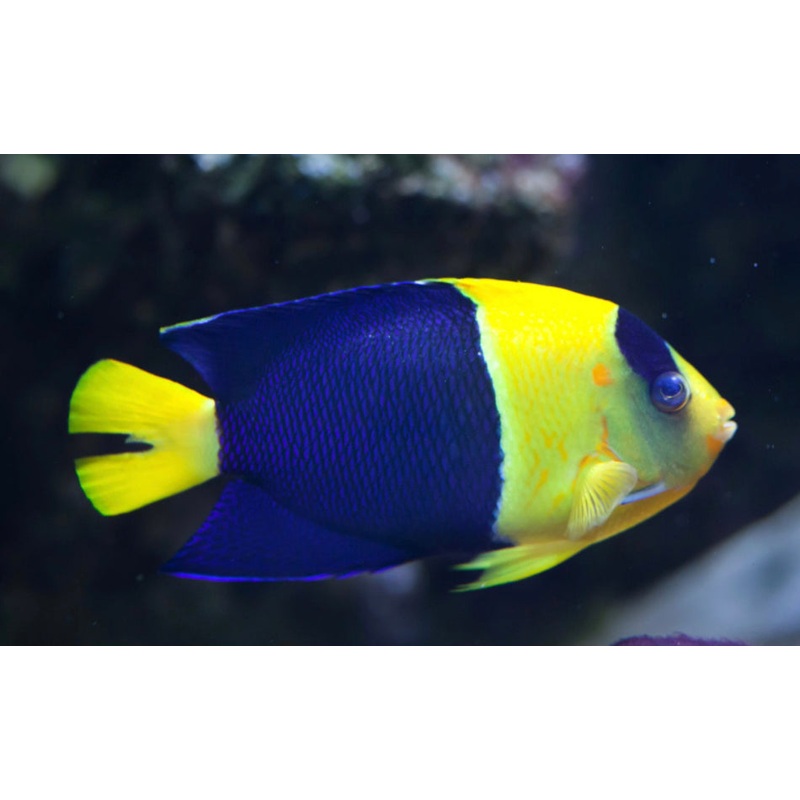 Bicolor Angel-MD