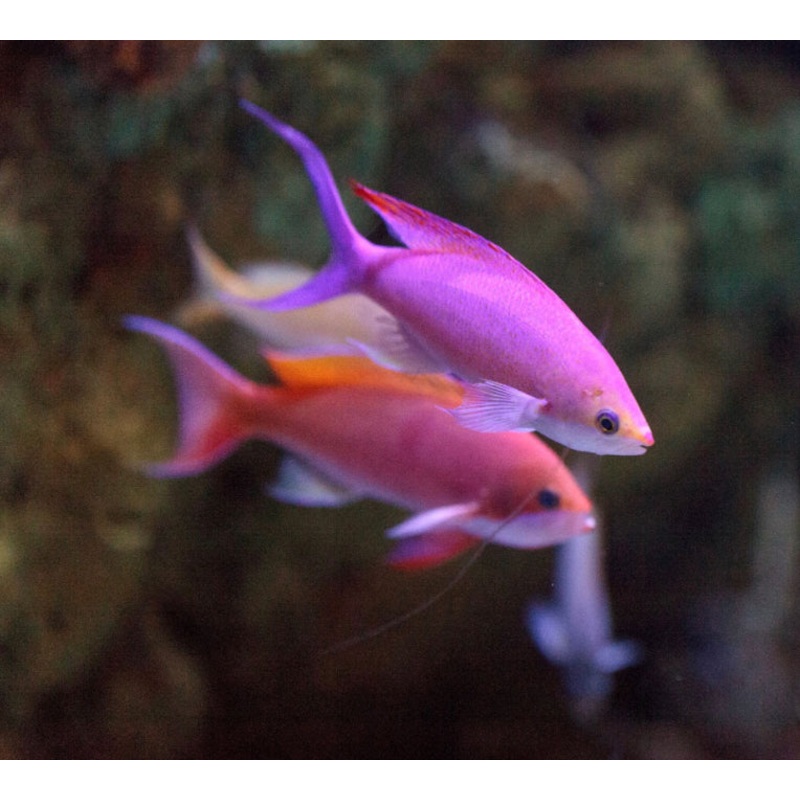 Bicolor Anthias-mdl
