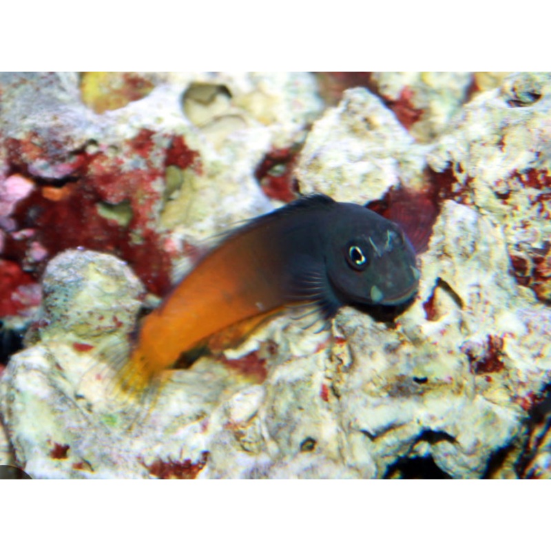 Bicolor Blenny