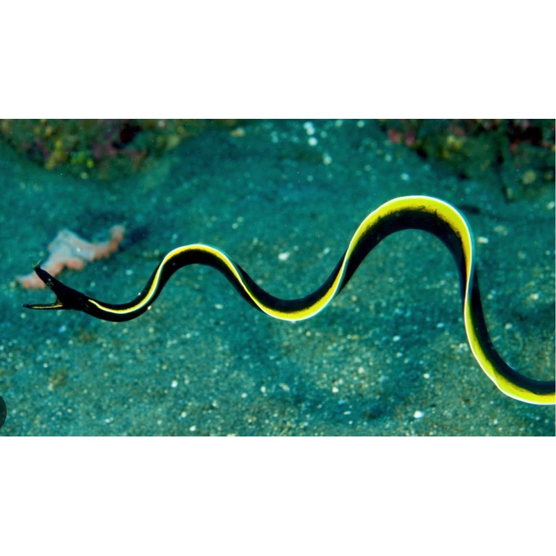Black Ribbon EEL-LG
