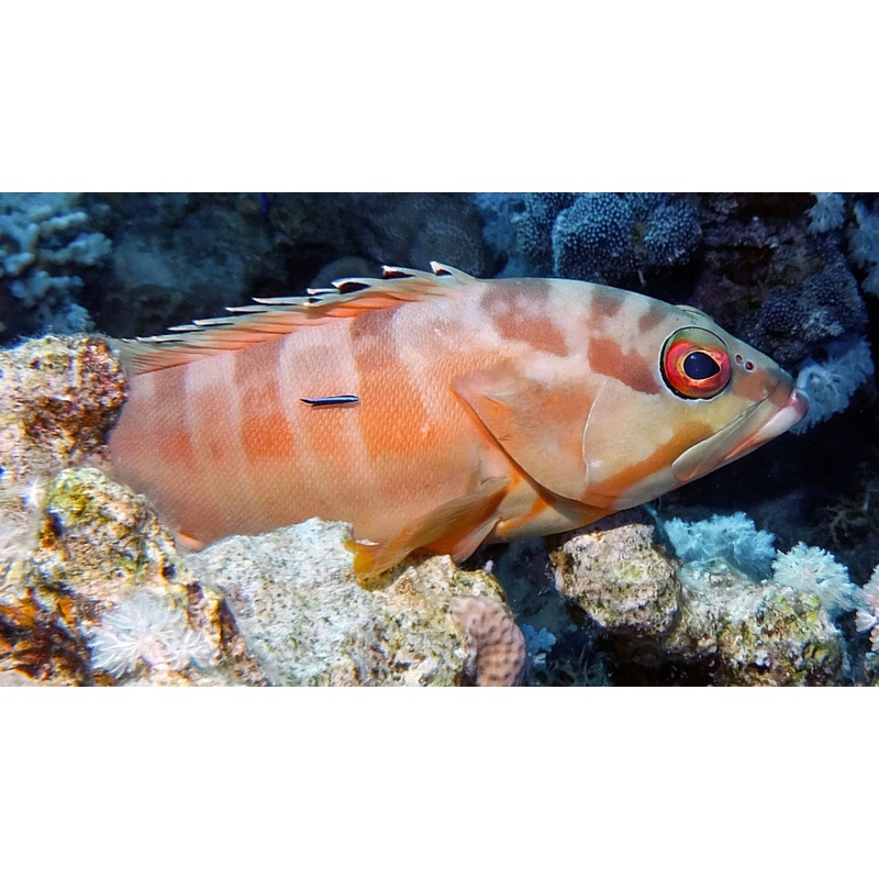 Blacktip Grouper 8"-9"